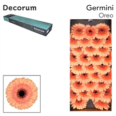 Gerbera Mini Black Center Oreo 45cm 7cm Hd