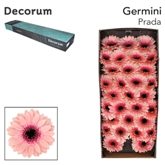 Gerbera Mini Black Center Prada 45cm 7cm Hd