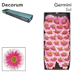Gerbera Mini Green Center Sid+ 45cm 7cm Hd