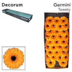 Gerbera Mini Black Center Tweety 45cm 7cm Hd