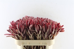 Leucadendron Jester 70cm