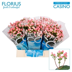 Hypericum Coco Casino 40cm