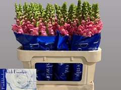 Antirrhinum Avignon Rose 75cm