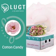 Eustoma Double Cotton Candy 70cm