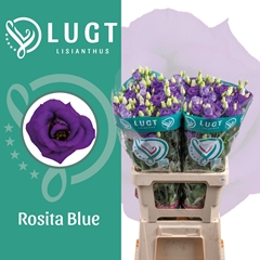 Eustoma Double Rosita Blue 70cm