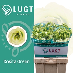 Eustoma Double Rosita Green 70cm