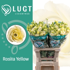 Eustoma Double Rosita Yellow 70cm