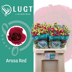 Eustoma Double Arosa Red 70cm