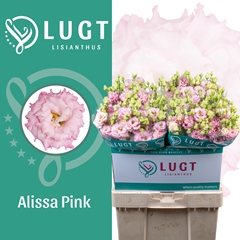 Eustoma Double Alissa Pink 70cm