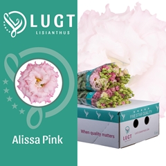 Eustoma Double Alissa Pink 70cm