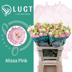 Eustoma Double Alissa Pink 70cm