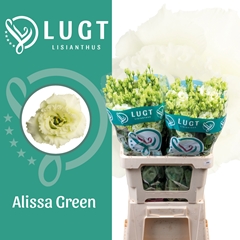 Eustoma Double Alissa Green 70cm