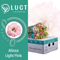 Eustoma Double Alissa Light Pink 70cm