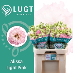Eustoma Double Alissa Light Pink 70cm