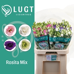 Eustoma Double Mix 70cm