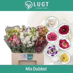 Eustoma Double Mix 65cm