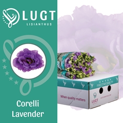 Eustoma Double Corelli Lavender 70cm