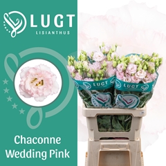 Eustoma Double Chaconne Wedding Pink 70cm