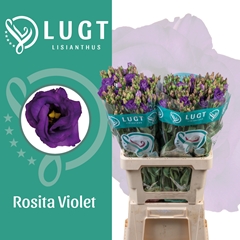 Eustoma Double Rosita Violet 70cm
