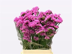 Limonium Sinuatum Raspberry Wings 65cm 35gr.