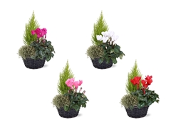 Bedding Plant Arrangements 21Ø 30cm
