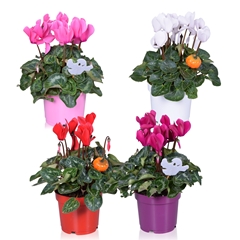 Cyclamen Super Serie Allure 12Ø 30cm