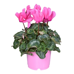 Cyclamen Super Serie Allure 12Ø 25cm