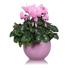Cyclamen Super Serie Allure 12Ø 27cm