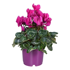 Cyclamen Super Serie Allure 12Ø 25cm