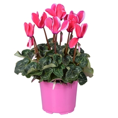Cyclamen Midi Super Serie Allure Fuji 12Ø 25cm