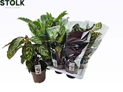 Calathea Mixed 4 Varietys 17Ø 65cm