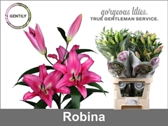 Lily Oriental Robina 90cm 4+