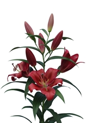 Lily Oriental Red Desire 90cm 4+
