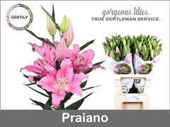 Lily Oriental Praiano 90cm 4+