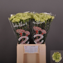 Dianthus Single Green Shot 60cm