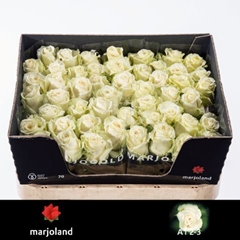 Rosa Dolomiti@ 70cm