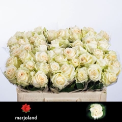 Rosa Dolomiti@ 50cm