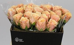 Rosa Bellini! 40cm