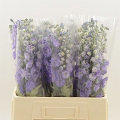 Delphinium Double Dev Purple Heart 60cm
