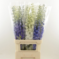 Delphinium Double Mix 100cm