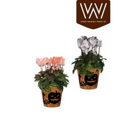 Cyclamen Super Serie Allure 12Ø 30cm