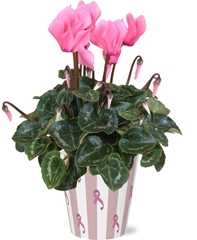 Cyclamen Super Serie Allure 12Ø 30cm