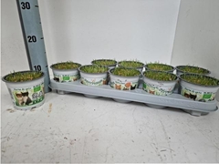 Hordeum Kitty Grass 12Ø 10cm