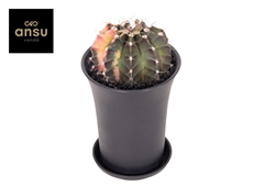 Gymnocalycium Japan Mix 10Ø 17cm