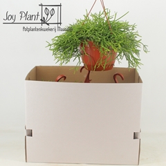 Rhipsalis Heteroclada 21Ø 40cm
