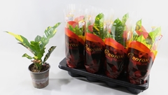 Codiaeum Big Leaf Magnificent 13Ø 40cm