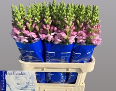 Antirrhinum Opus Lavender 75cm