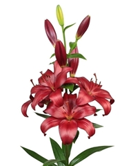 Lily La Kamsberg 90cm 5+