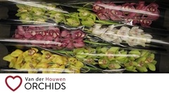 Cymbidium Mix 70cm