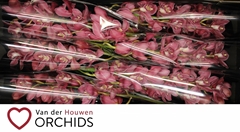 Cymbidium Red Dream 80cm